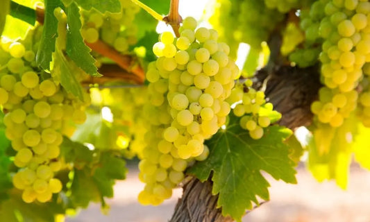 CHARDONNAY-CARATTERISTICHE-ORGANOLETTICHE WIneLover