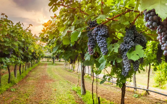 La-vite-e-le-varietà-d-uva WIneLover